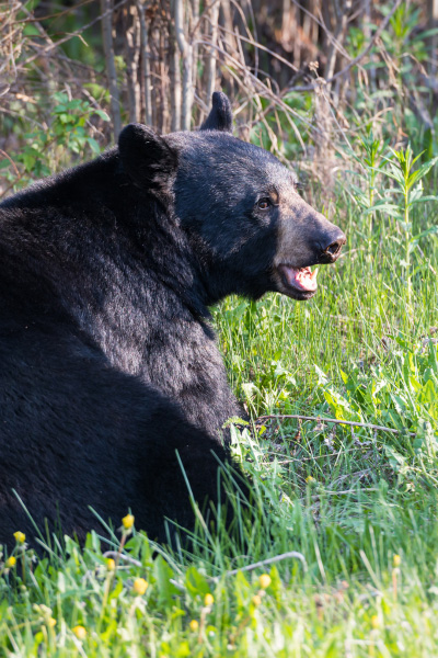 Black Bear sitting on green grass near trees