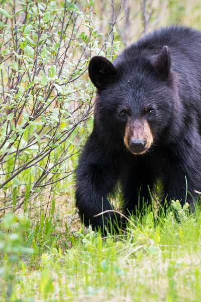Black Bear walking on green grass next to outdoor brush like a bush