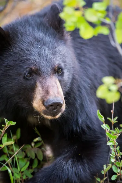 Black bear with brown snout sitting in green leafy brush
