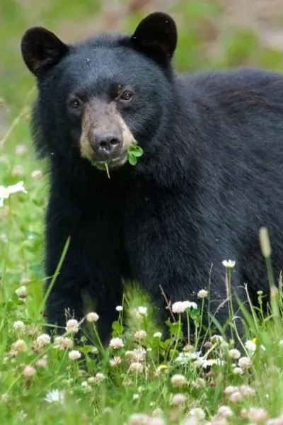 Black bear eating clover in field of grass with flowers and weeds