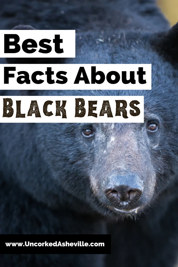 Facts About Black Bears Pinterest pin with black bear face up close with eyes, snout, and ears