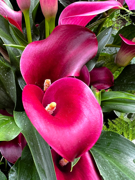 Pink Biltmore Estate Flowers in the Conservatory with green stems and yellow stamen