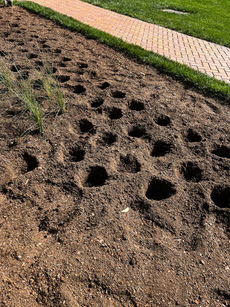 Planting in Biltmore Estate Gardens with brown soil with dug out holes ready for flowers