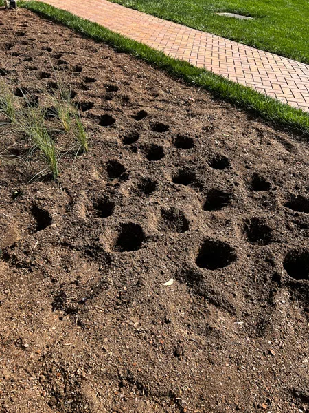 Planting in Biltmore Estate Gardens with brown soil with dug out holes ready for flowers