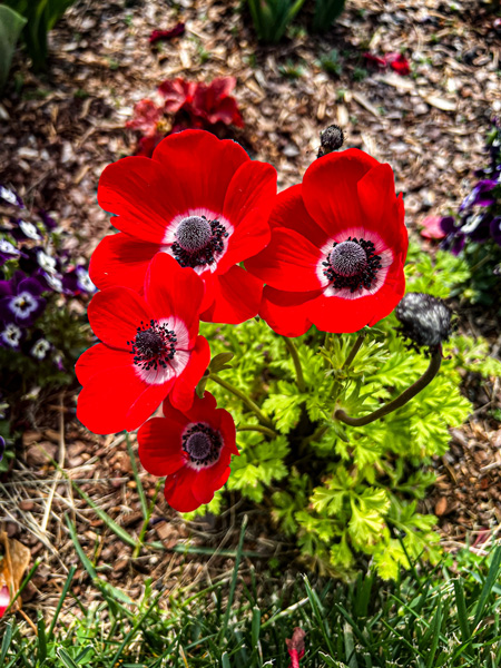 Red Flowers in Biltmore Gardens with purple centers and green stems in mulch