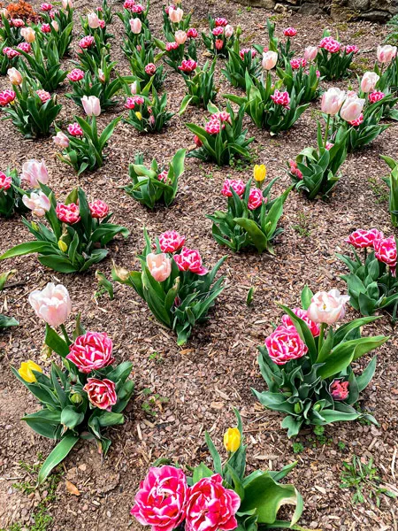 Spring at Biltmore flowers with pink, yellow, white, and light pink flowers with green stems and brown mulch
