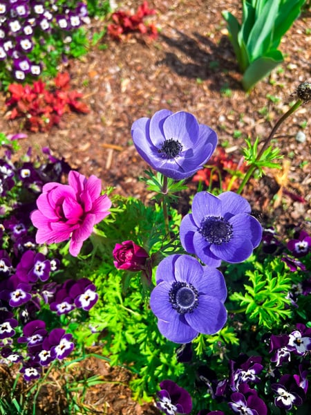Spring Biltmore Flowers with purple and pink flowers with green stems in mulch