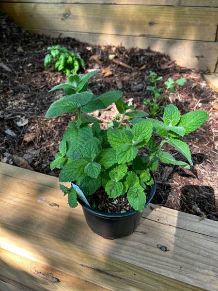 Painters Greenhouse Old Fort Basil with green leaves in black container waiting to be planted in home garden