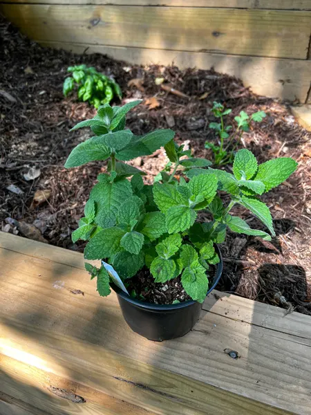 Painters Greenhouse Old Fort Basil with green leaves in black container waiting to be planted in home garden