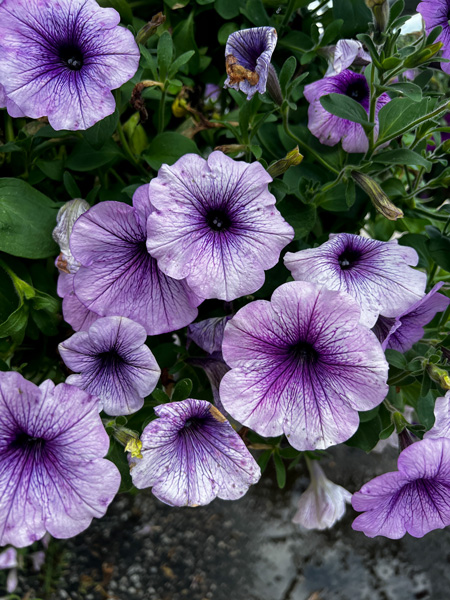 Painters Greenhouse Old Fort NC Purple Flowers with green leaves