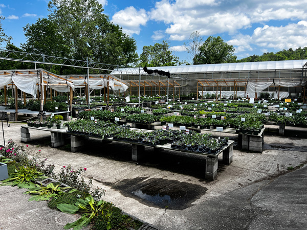 Painters Greenhouse in Old Fort North Carolina outside plant area with tables filled with herbs, vegetables, and plants to be planted