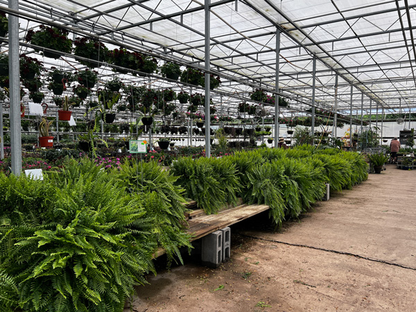 Painters Greenhouse Old Fort North Carolina with hanging plants and shrubs in warm greenhouse