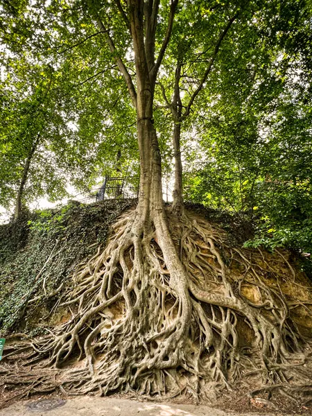 Falls Park tree with roots showing along the Swamp Rabbit Trail in Downtown Greenville, South Carolina