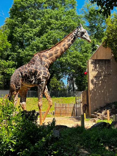 Greenville Zoo in Greenville SC with large Giraffe standing near concrete shelter next to green trees