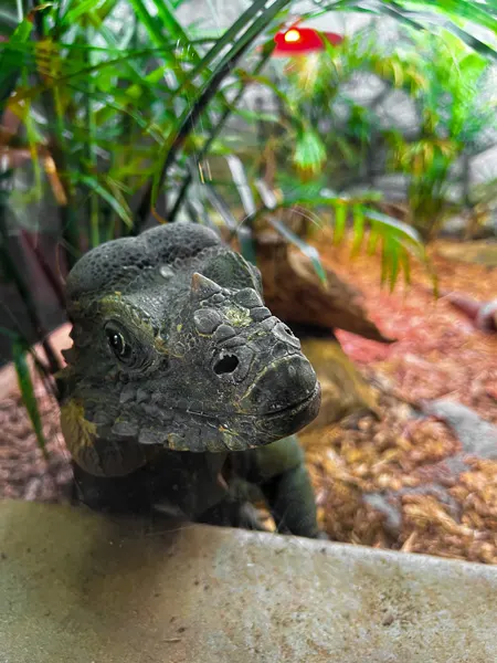 Greenville Zoo's large green Iguana looking through glass with green vegetation in habitat