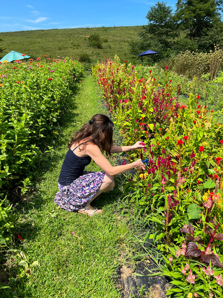 Never Ending Flower Farm U Pick Flowers with white brunette female clipping flowers in field