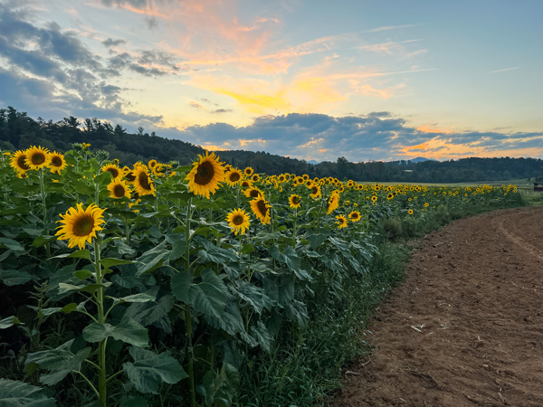 Biltmore Estate in Asheville NC Fall Sunflowers with rows of tall sunflowers against setting sun over the Blue Ridge Mountains