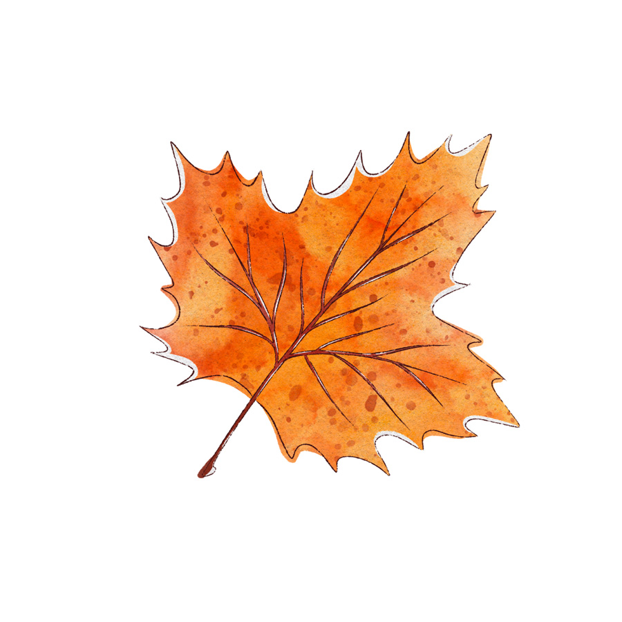 Orange leaf on white background