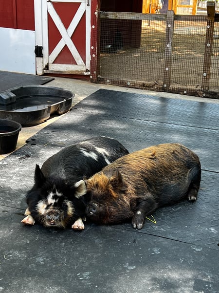 A black and white and a black and brown spotted pig laying next to each other at the Greenville Zoo in South Carolina