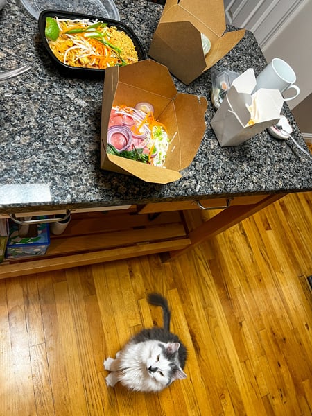 Takeout containers from Suwana's Asian Cuisine in Asheville sitting on our kitchen island with pho meats and noodles with a gray and white cat watching from the ground