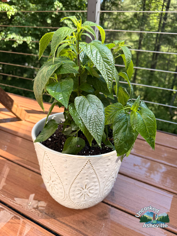 white ceramic planter with hummingbird sage