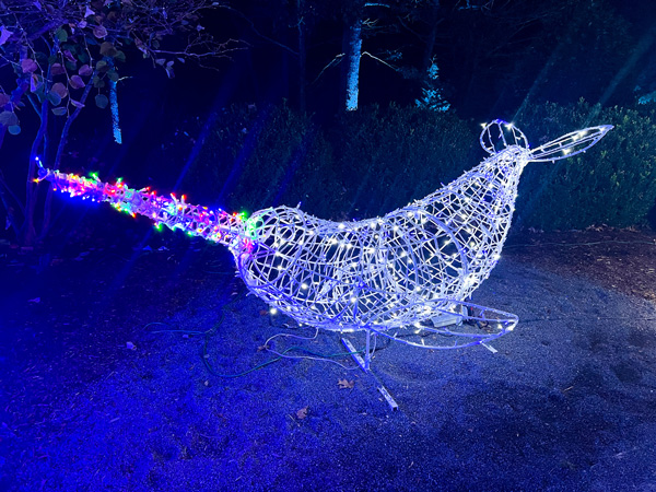 Narwhal light display
