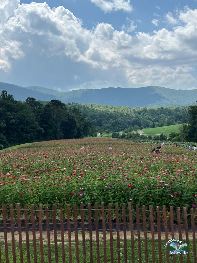 Jeter Mountain U-Pick Farm Hendersonville NC flower field