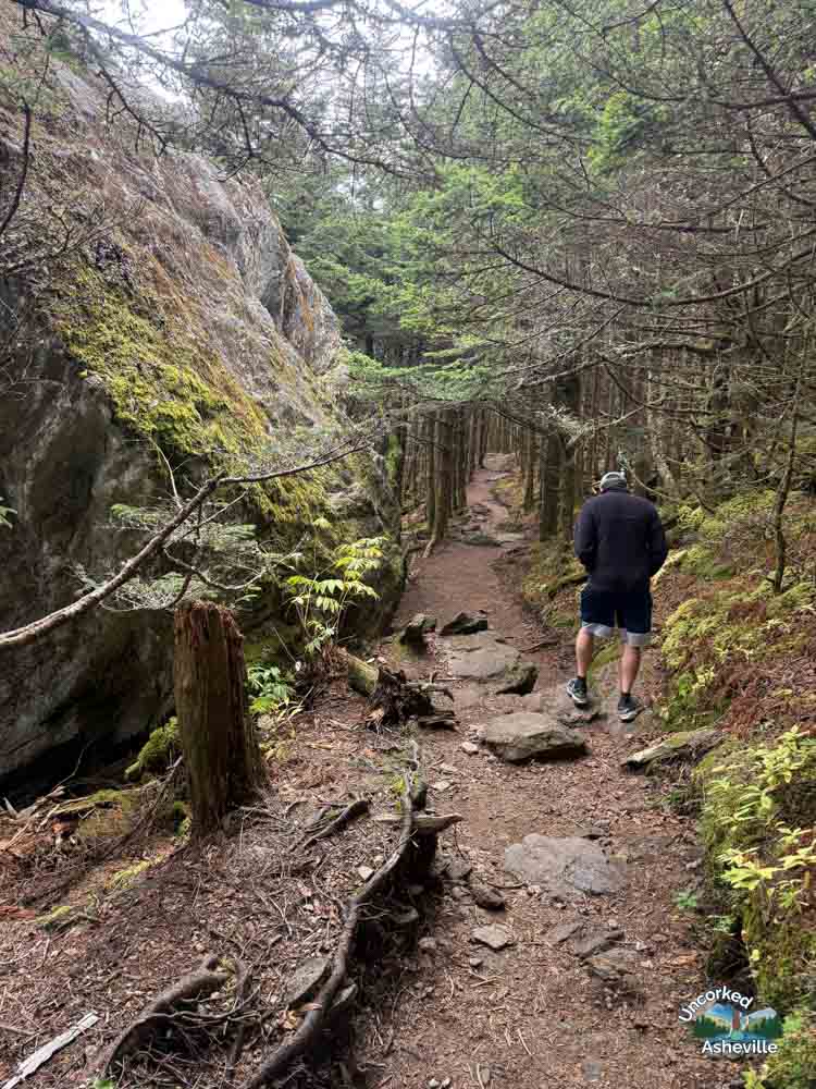 Balsam Nature Trail Mount Mitchell NC