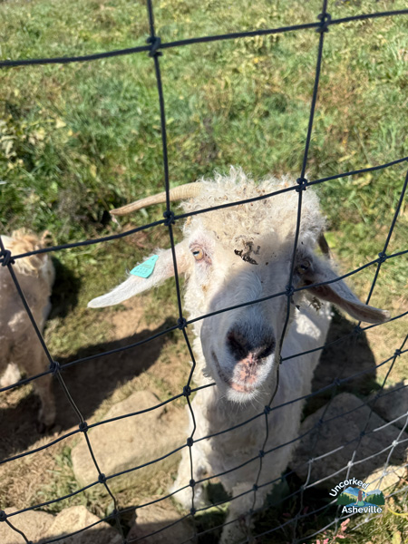 Apple Hill Farm Goat