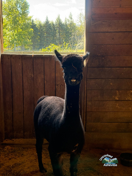 Apple Hill Farm Alpaca