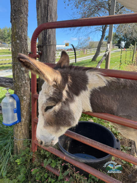 Apple Hill Farm Donkey