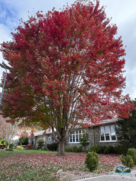 Banner Elk Book Exchange in Historic Banner Elk School NC