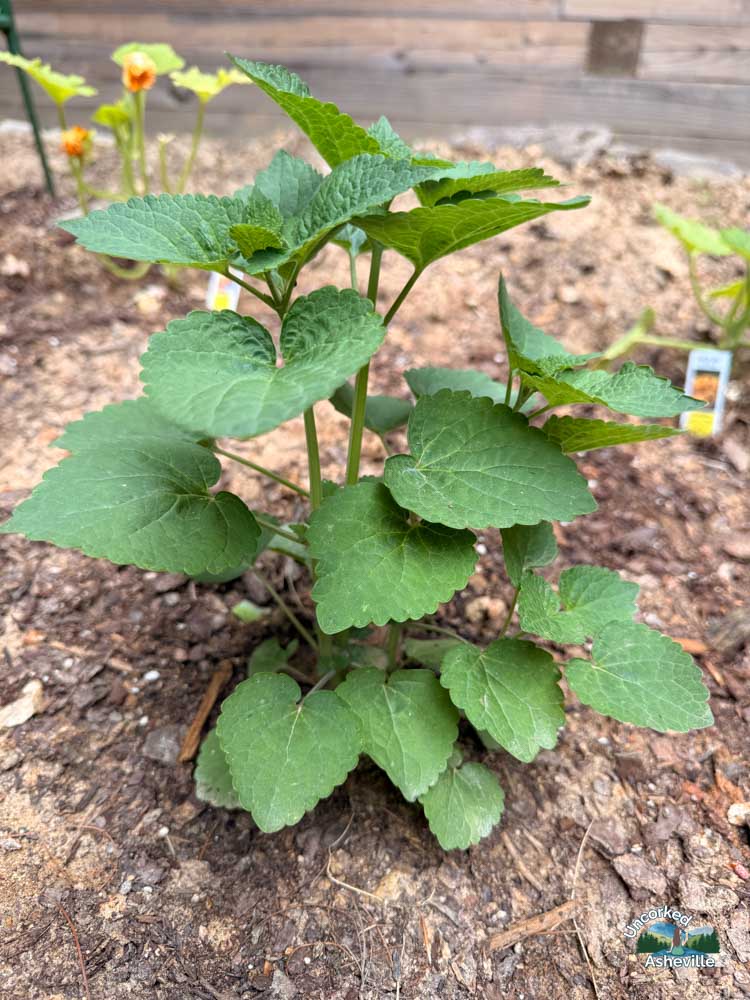 Garden Anise Asheville NC