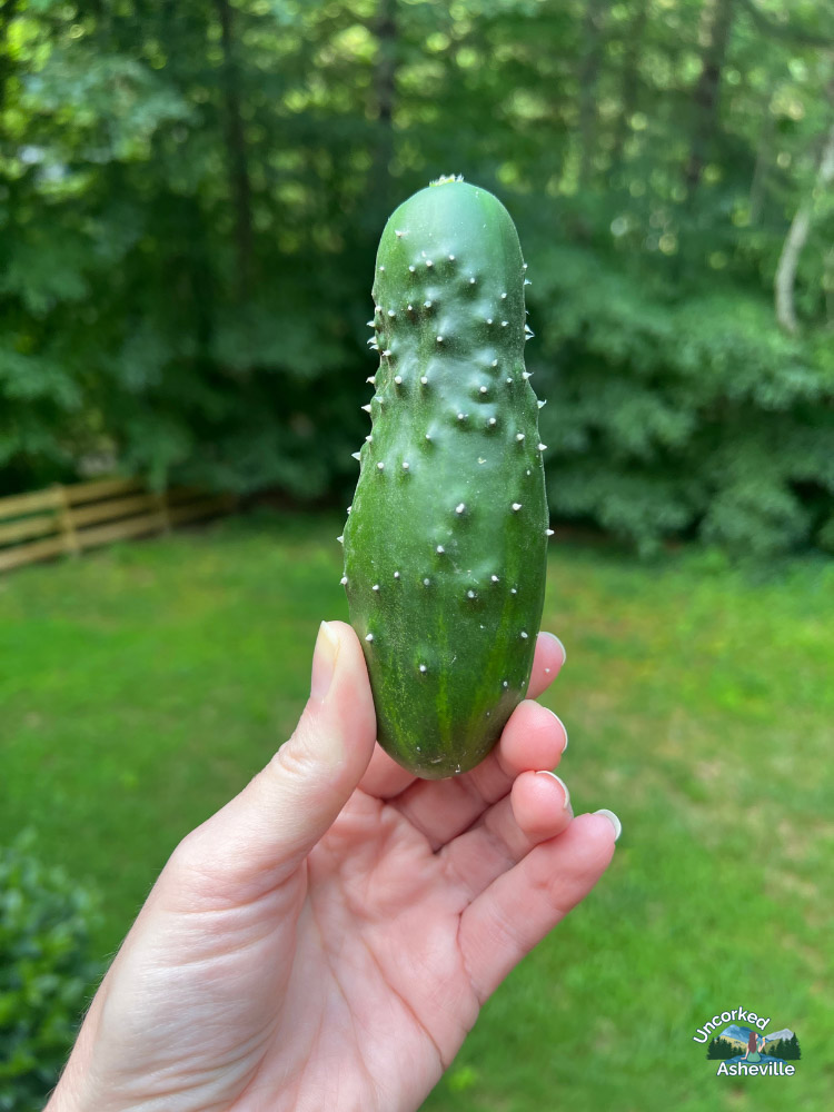 cucumber from garden Asheville NC