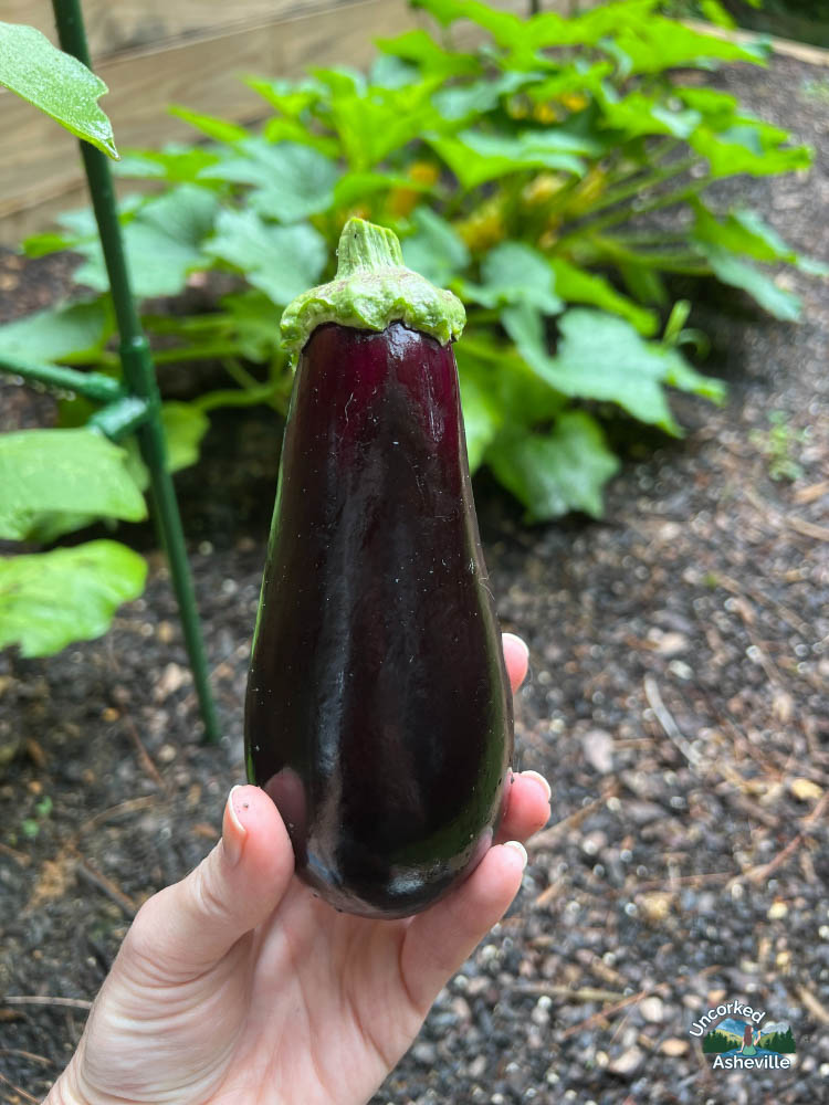 eggplant from Asheville garden