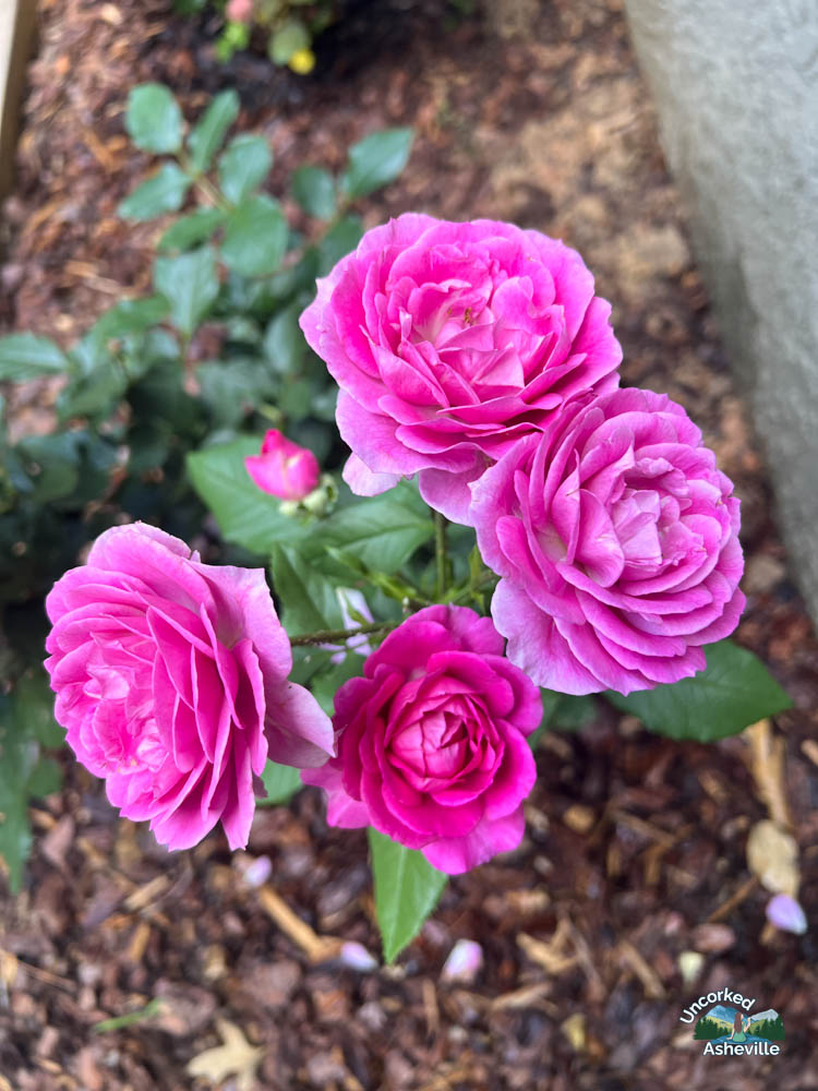 pink roses in the garden Asheville