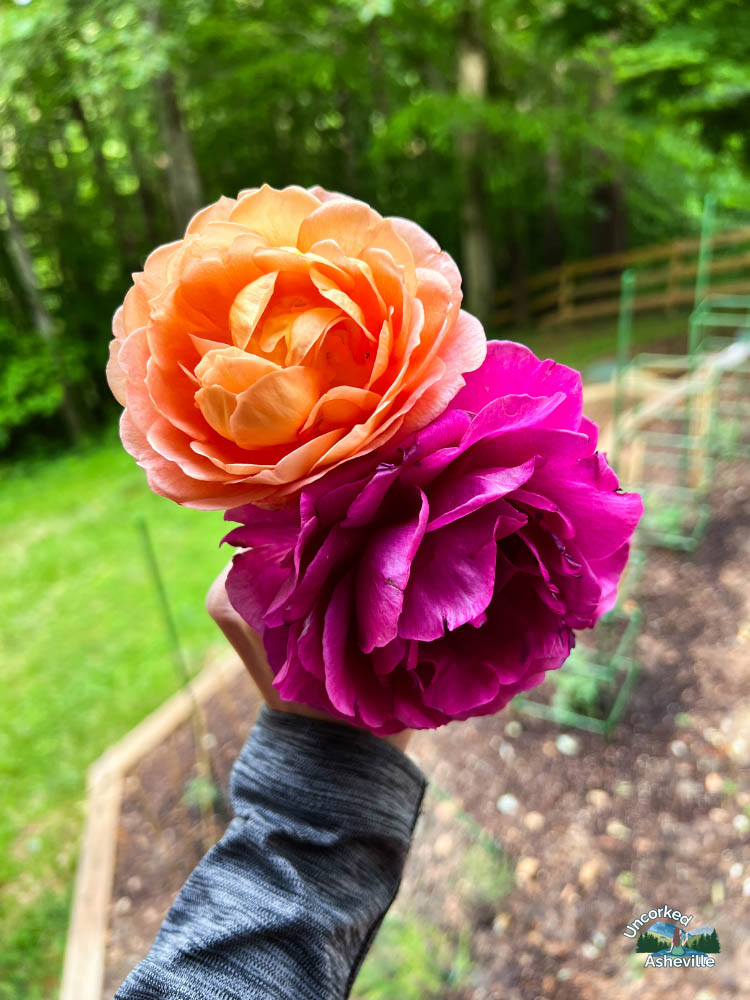 pink and orange roses from garden Asheville NC