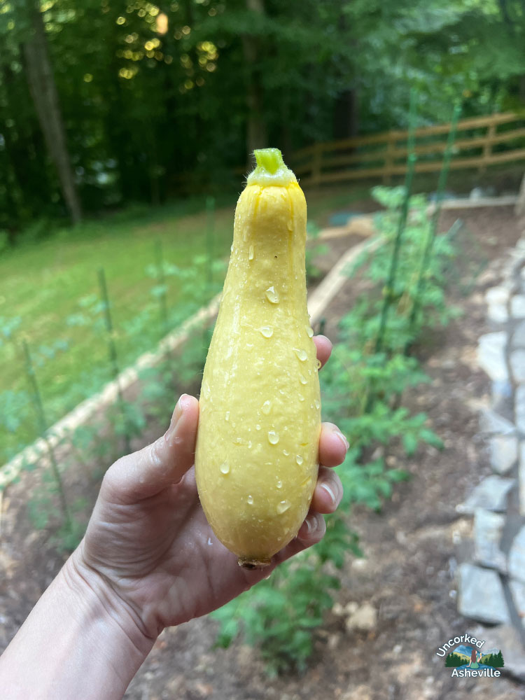 Squash from garden Asheville NC