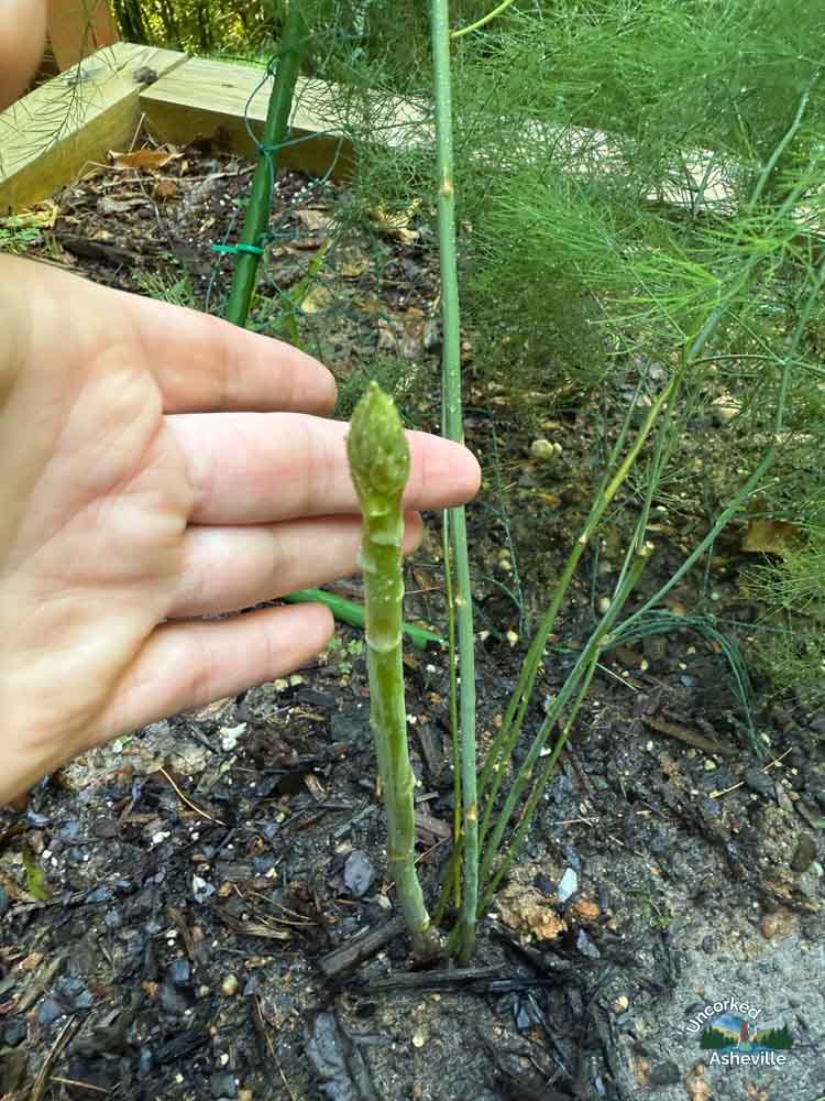 garden asparagus