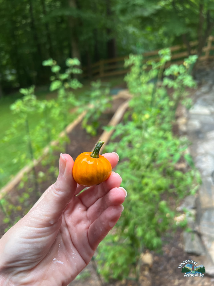 baby pumpkin from garden