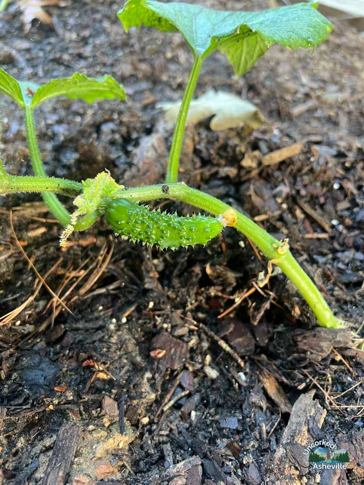 baby cucumber