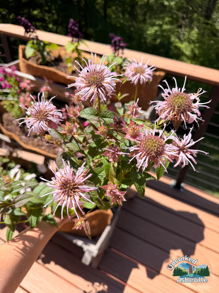 bee balm