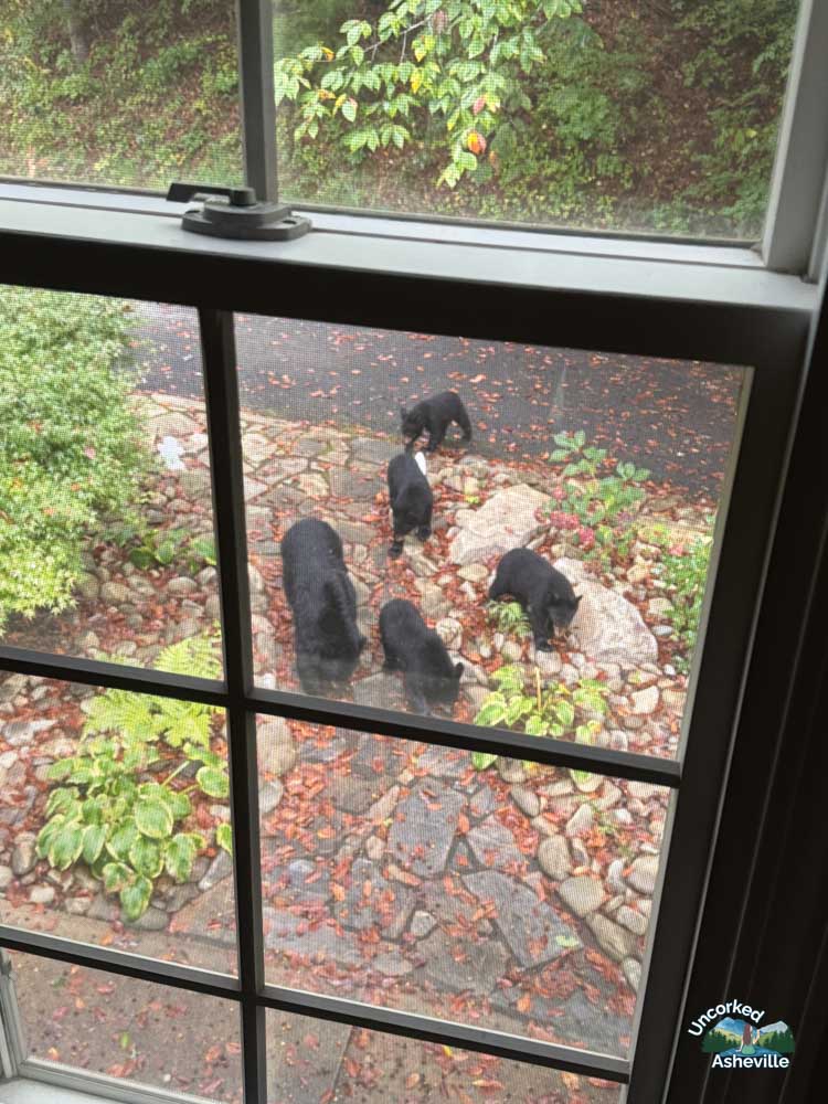 black bear family at Asheville NC house