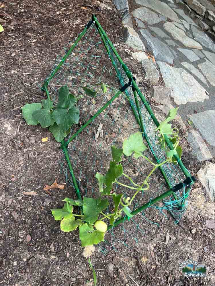 Cucumber trellis