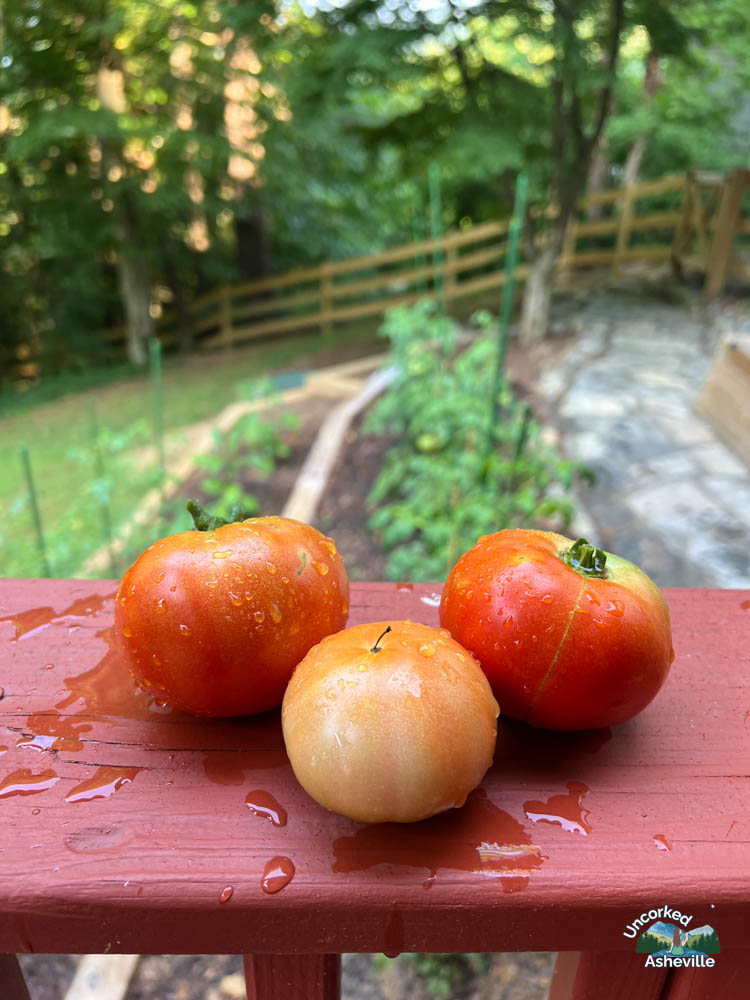 garden tomatoes
