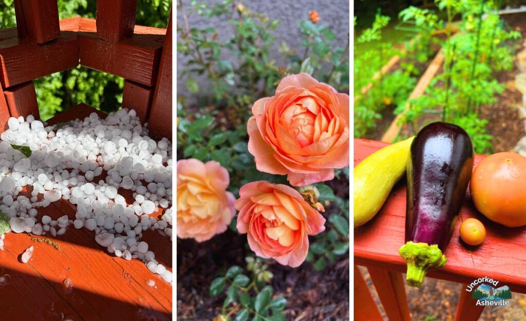 Gardening In Asheville collage of hail, roses, vegetables