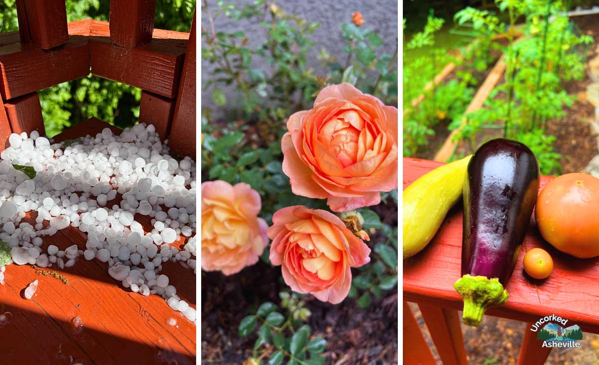 Gardening In Asheville collage of hail, roses, vegetables