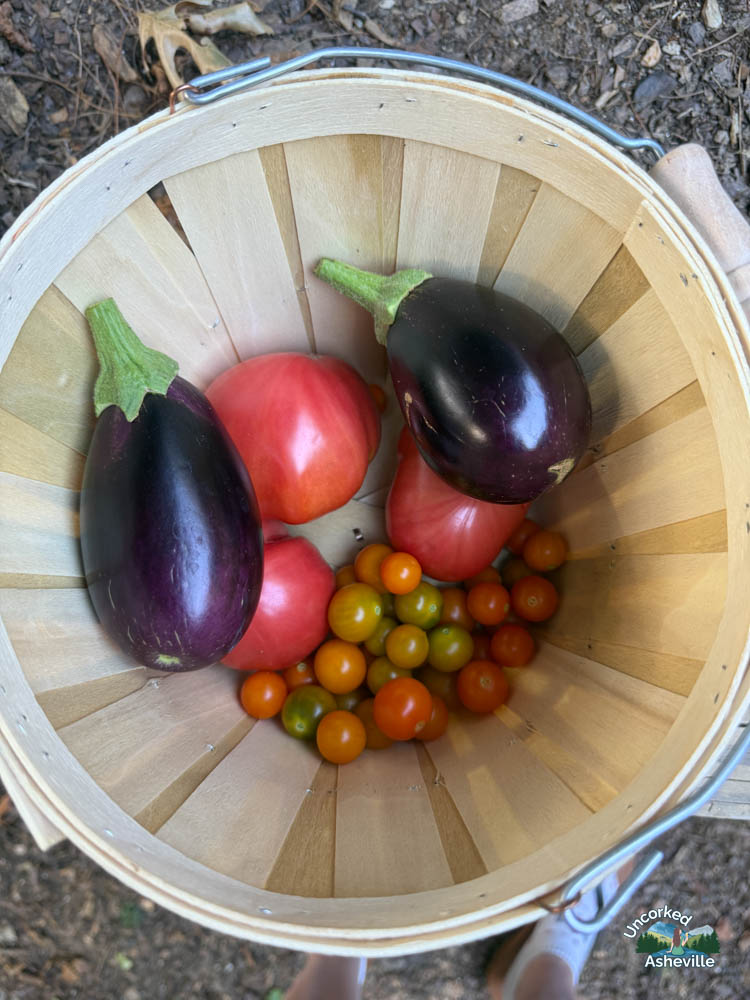 bucket of harvested garden vegetables
