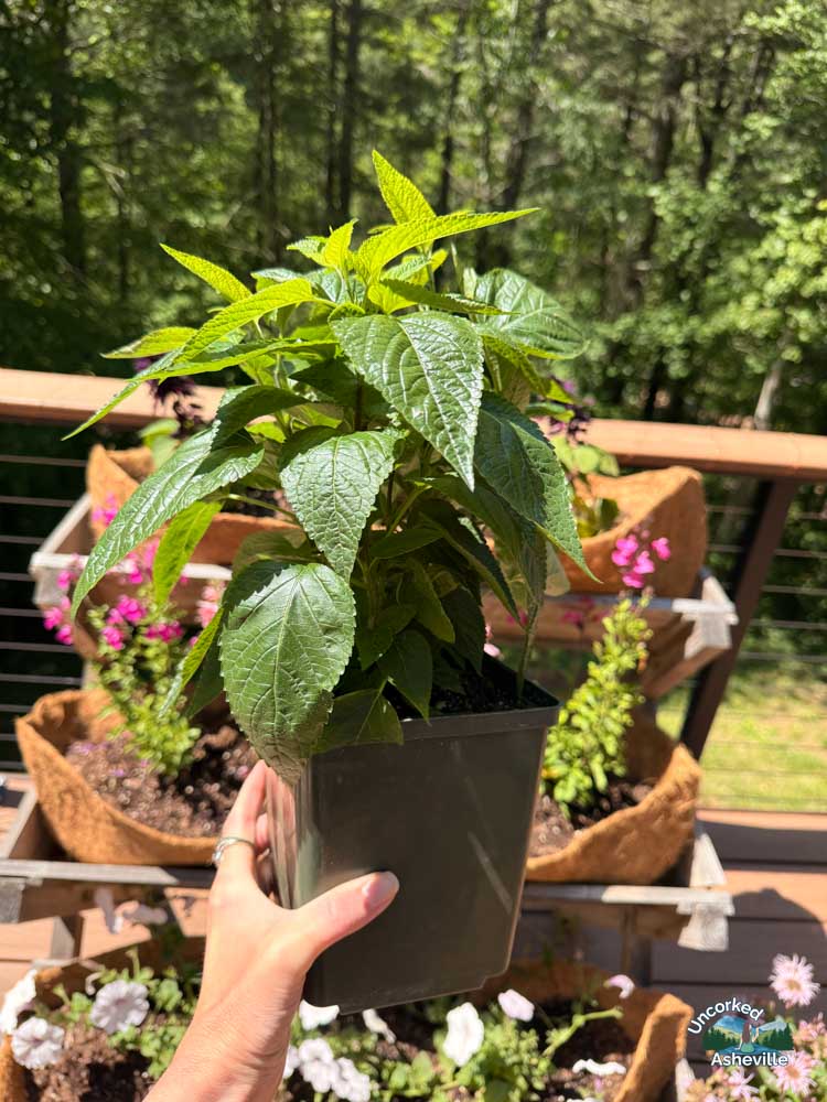 Hummingbird Sage Companion Plant Asheville NC