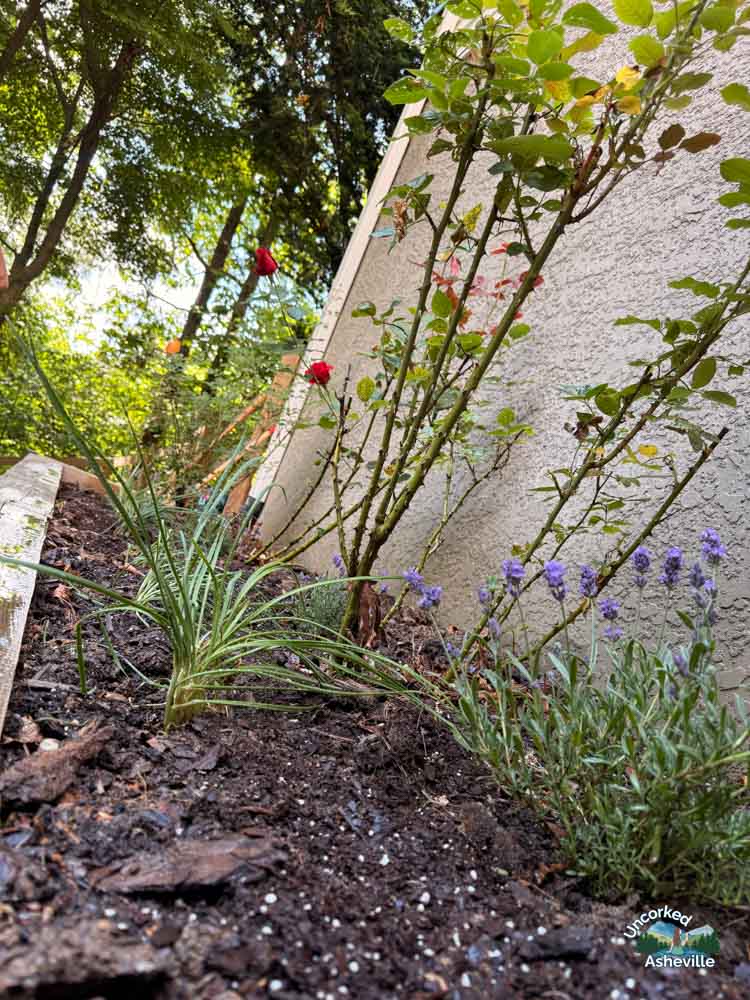 Lavender and Scallion Companion Plants in Asheville Garden